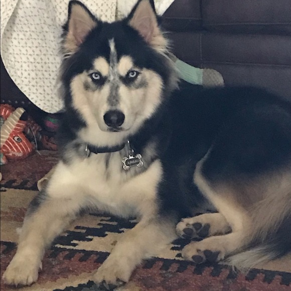 Meet your Posher, Cindy - Picture 1 of 1